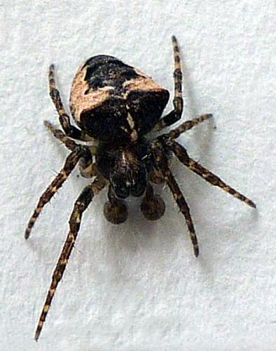 Réf. 65 991 : Gibbaranea bituberculata