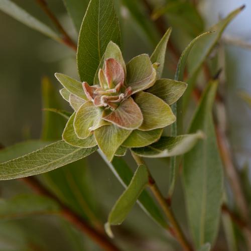 Réf. 65 489 : Rabdophaga rosaria