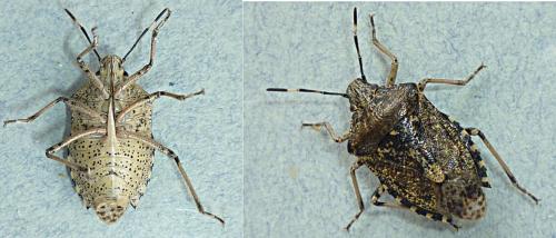 Rhaphigaster nebulosa