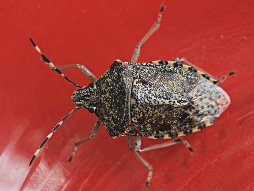 Rhaphigaster nebulosa