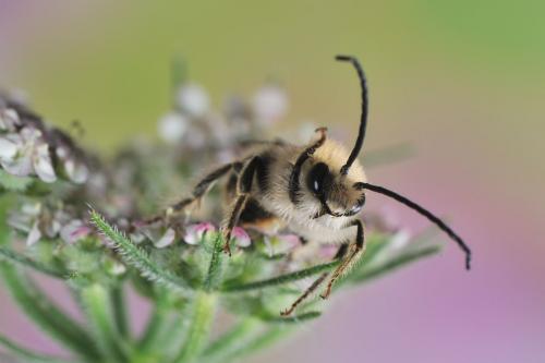 Eucera sp.