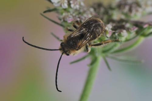 Réf. 65 022 : Eucera sp.