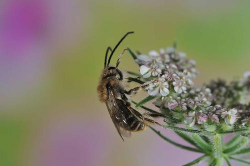 Réf. 65 023 : Eucera sp.