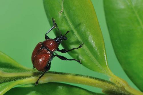Attelabus nitens