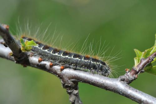 Eriogaster lanestris
