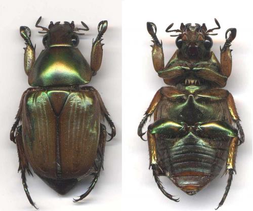 Réf. 65 459 : Telaugis aenescens
