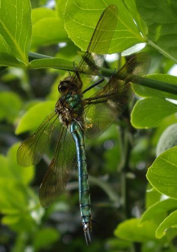 Réf. 65 402 : Somatochlora metallica