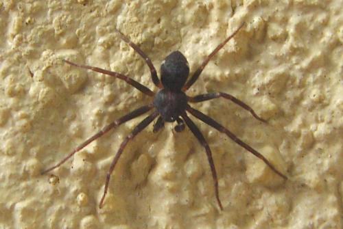 Philodromus sp.