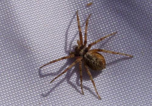 Philodromus sp.