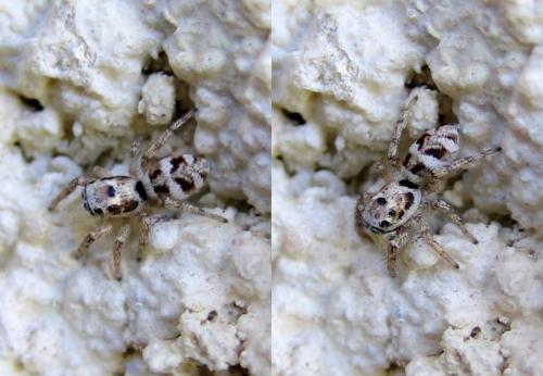 Salticus cingulatus