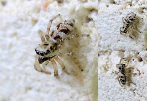 Salticus cingulatus
