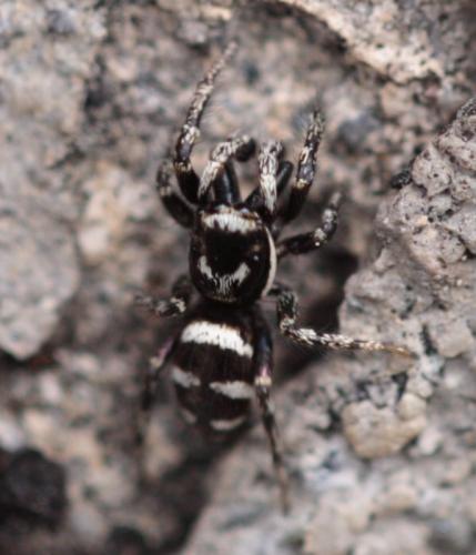 Salticus scenicus