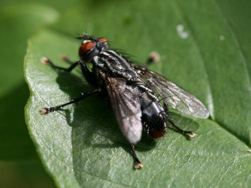Sarcophaga sp.
