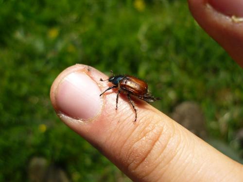 Phyllopertha horticola