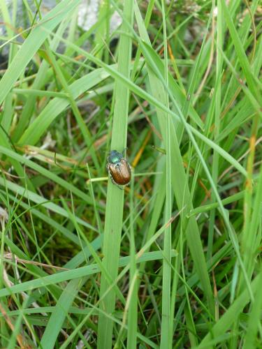 Phyllopertha horticola