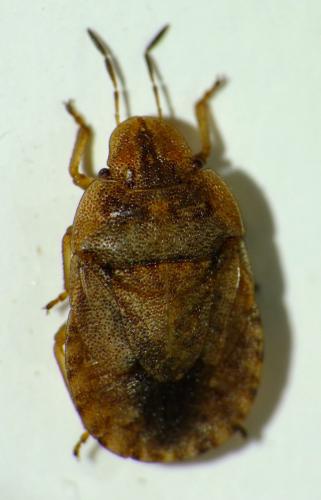 Sciocoris macrocephalus