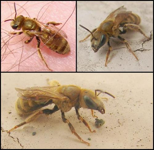 Seladonia subaurata