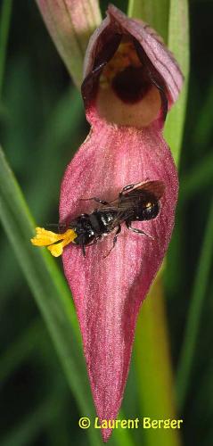 Ceratina cucurbitina