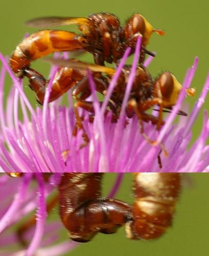 Réf. 65 460 : Sicus ferrugineus