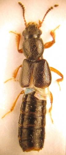 Bledius sp.
