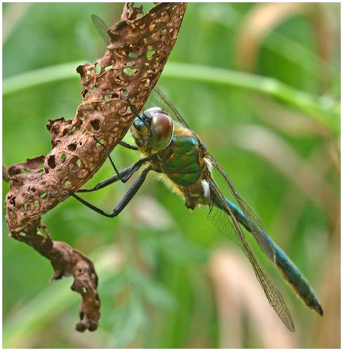 Réf. 65 401 : Somatochlora metallica