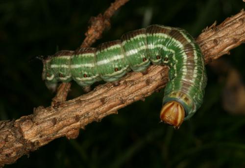 Réf. 65 099 : Sphinx pinastri