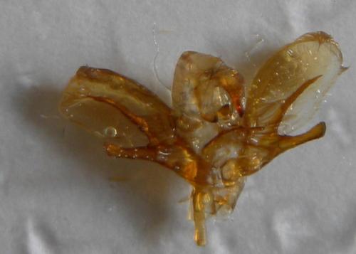 Réf. 65 279 : Sphinx pinastri