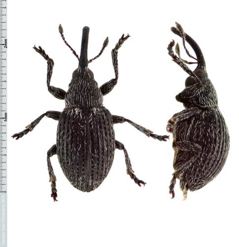 Squamapion atomarium