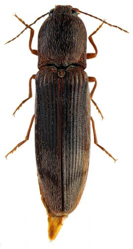 Réf. 65 694 : Stenagostus rhombeus
