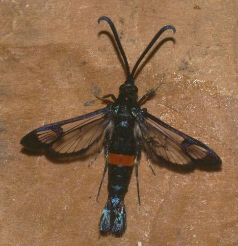 Réf. 65 375 : Synanthedon myopaeformis