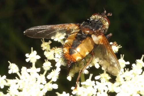Tachina fera