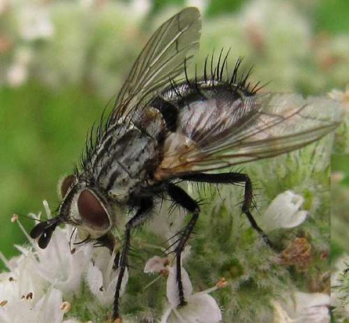 Linnaemya sp.