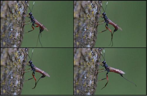 Xorides sp.