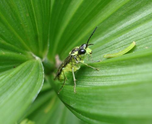 Tenthredo (mesomela)