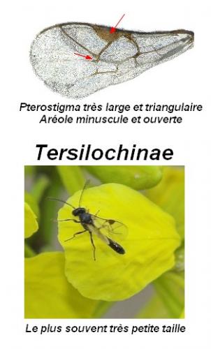 Réf. 65 174 : Tersilochinae inconnu