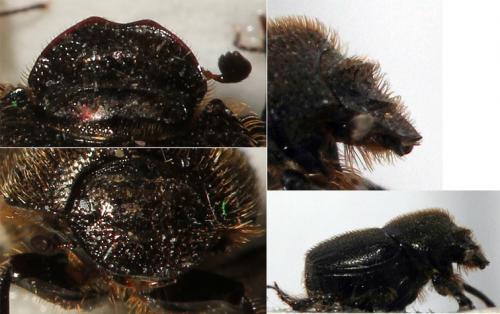 Onthophagus joannae