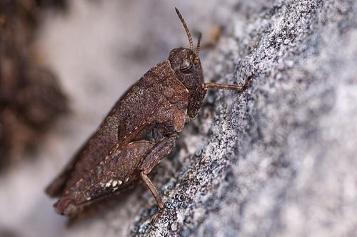 Tetrix sp.