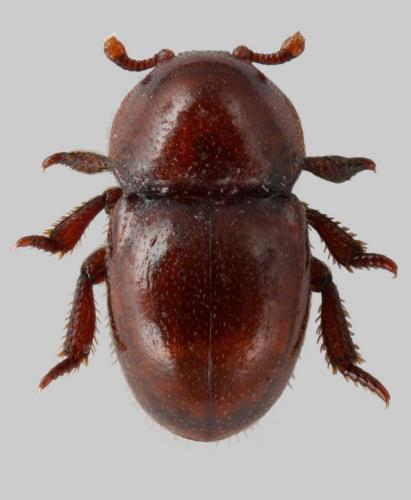 Thorictus grandicollis