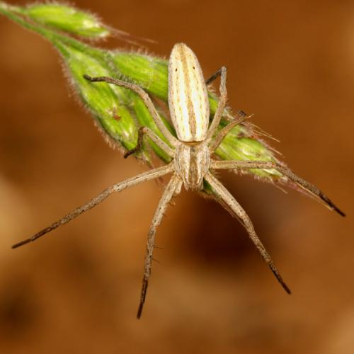 Tibellus macellus