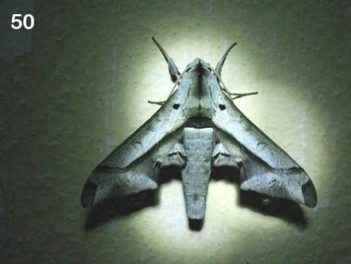 Pseudoclanis rhadamistus
