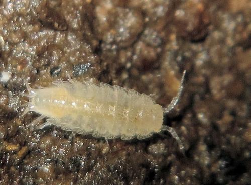 Phymatoniscus tuberculatus