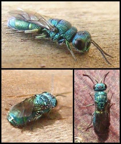 Trichrysis cyanea