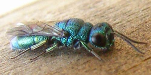 Trichrysis cyanea