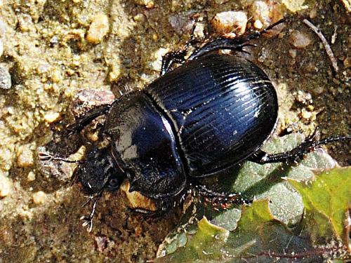 Réf. 65 063 : Typhaeus typhoeus