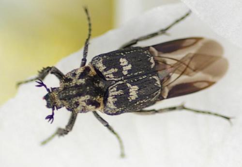 Valgus hemipterus