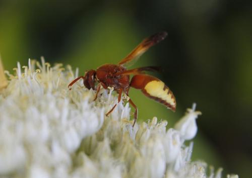 Réf. 65 603 : Rhynchium oculatum