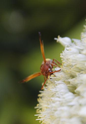Réf. 65 606 : Rhynchium oculatum