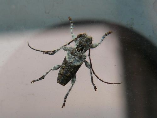 Pogonocherus perroudi