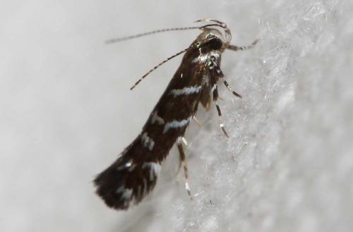 Vulcaniella fiordalisa