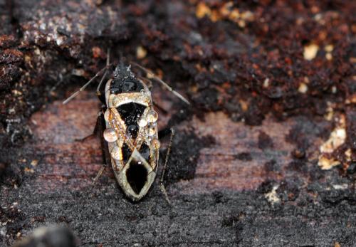 Réf. 65 502 : Xanthochilus saturnius